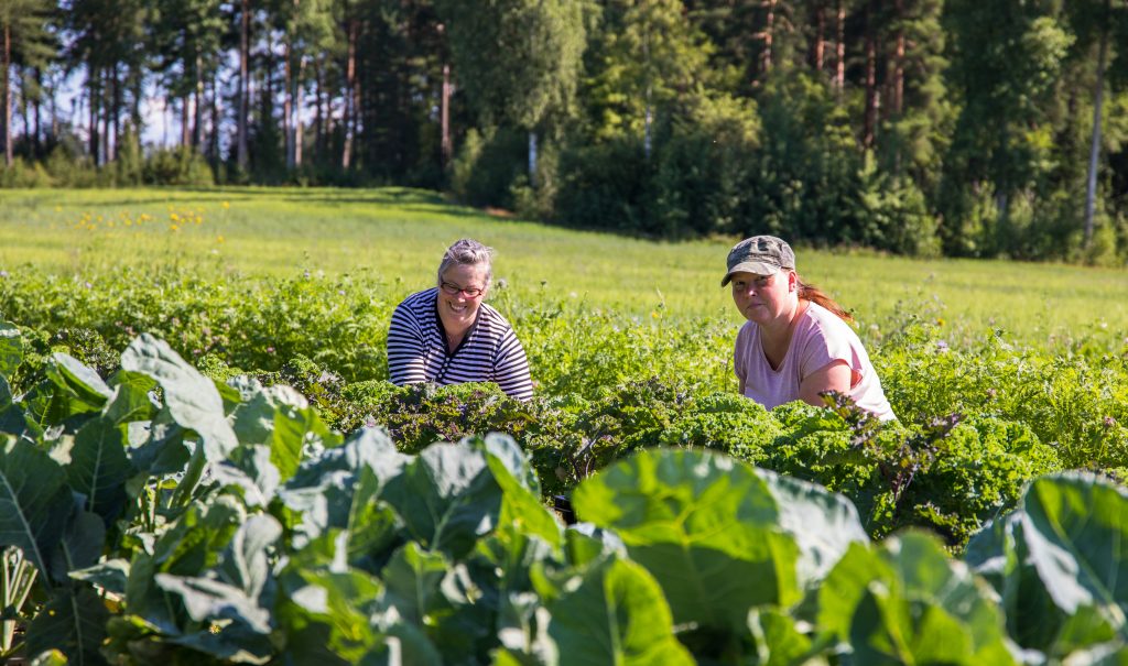 Kaksi henkilöä ovat hoitamassa pitkiä puutarhapenkkejä. Taustalla näkyy myös peltoa ja metsämaisemaa.