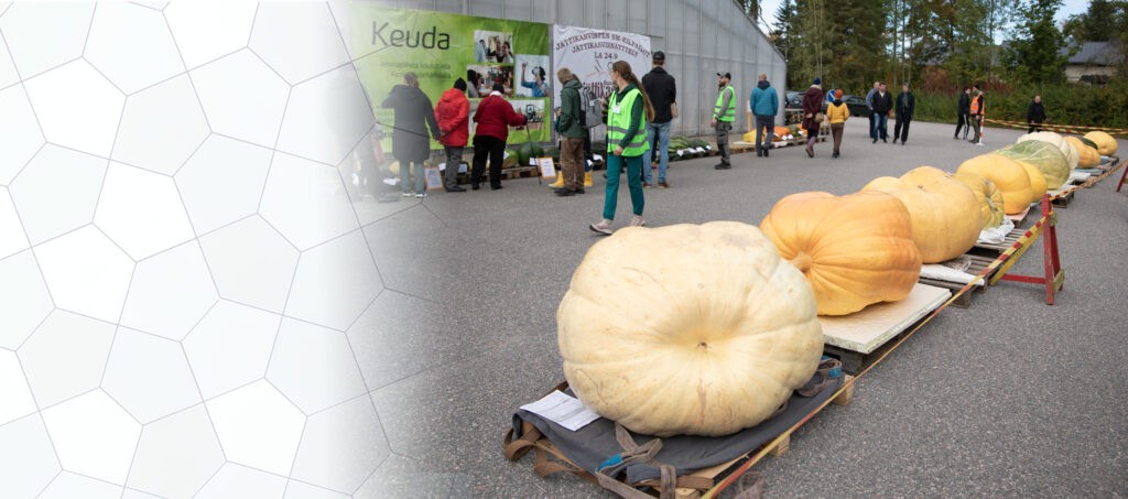 Asfaltin päälle on asetettu riviin monta suurta kurpitsaa. Taustalla näkyy ihmisiä seisomassa ja kävelemässä suurin rakennuksen edessä.